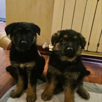 توله ژرمن ماده اورجینال بسیار زیبا کیفیت فوقولاده