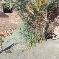 فروش ۳۱۰ متر زمین خیابان توحید سرخیابان