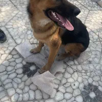 سگ ژرمن ماده ۸ ماهه شناسنامه دار|سگ|لاهیجان, لیالستان|دیوار