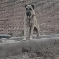 واگذاری سرابی نر گله ای