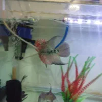 ماهی فلاور|ماهی|تبریز, |دیوار