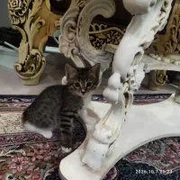 واگذاری بچه گربه