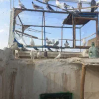 کفتر پرشی عالی|پرنده|کاشان, لتحر|دیوار