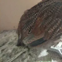 جوجه لهستانی