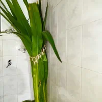 گل با گلدان|گل و گیاه طبیعی|ملایر, |دیوار