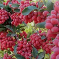 زرشک پفکی