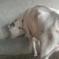 گاوگستر فروشی|حیوانات مزرعه|کرباسک, |دیوار