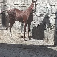 اسب|اسب و تجهیزات اسب‌سواری|اصفهان, رهنان|دیوار