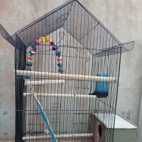 قفس|پرنده|اهواز, بیست متری شهرداری|دیوار