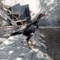 جوجه لاری اوشامو