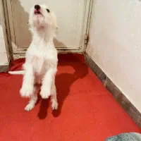 سگ پاکوتاه باهوش و بی سروصدا