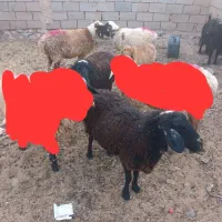 میش ابستن درجه یک 5راس ودوراس بز جوان ابستن