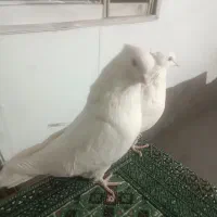 کفترجفت نروماده سفید چشم سفید|پرنده|قرچک, زیبا شهر|دیوار