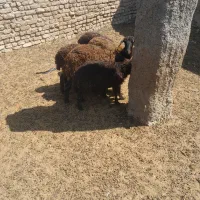 بره ماده