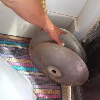 چهار عدد پره دیکس