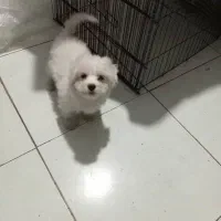 سگ پاکوتاه باهوش میکس پامر و شیتزو|سگ|علی‌آباد کتول, |دیوار