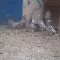 کبوتر کوهی دورگ