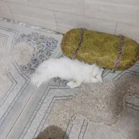 گربه پرشین،وسوپر فلت