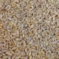فروش گندم باران بذری یک دست دست بر تمیز بوجاری شده