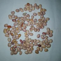 لوبیا چیتی