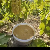 رب انار|خوردنی و آشامیدنی|تهران, مدائن|دیوار