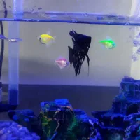 اکواریوم ماهی