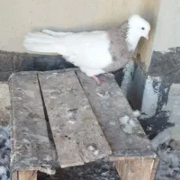 طوقی نر|پرنده|شادگان, |دیوار