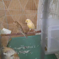 قناری بخون زرد شتری هم تازه شروع کرده