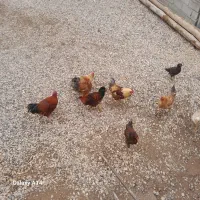 نیمچه خروس محلی