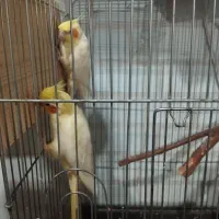 سلام ،یک جفت عروس هلندی مولد مست وسرحال