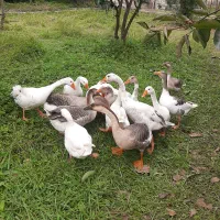 غاز محلی و قو غاز