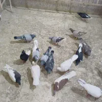 رنگی سیاه پوش|پرنده|اقبالیه, |دیوار