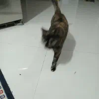 گربه پیدا شده|حیوانات|مشهد, هنرستان|دیوار