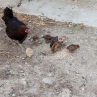 مرغ و جوجه