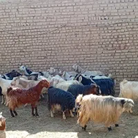 بز بزغاله بره میش|حیوانات مزرعه|جوادآباد, |دیوار