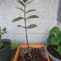 گل و گلدان.زانفولیا