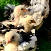 فروش جوجه برهمای بلک متلد|حیوانات مزرعه|سورک, |دیوار