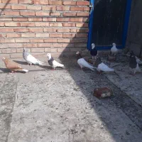 کفتر‌عالی