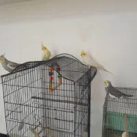 دو جفت عروس هلندی مولد