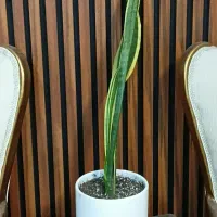 گل سانسوریا