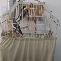 عروس هلندی مولد