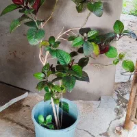 گل یاس کبود مرجان شاههپسند وتوت