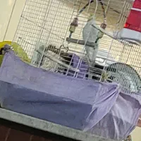 عروس هلندی البینو نز