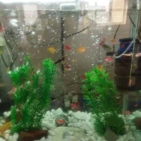 اکواریوم|ماهی|لار, |دیوار