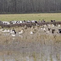 نطفه دار اردک و بوقلمون|حیوانات مزرعه|سنگر, |دیوار