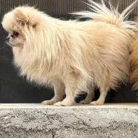 فروش سگ ماده