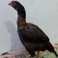 خروس و ماکیان