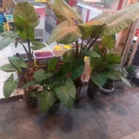 حراج گل  بابا ادم