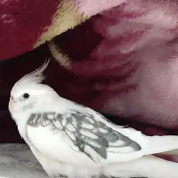 عروس هلندی گمشده سفید دستی محدوده برازنده الهیه|حیوانات|اصفهان, الهیه|دیوار