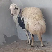 قوچ خال سیا۰